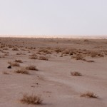 'Looking for nothing' in Iraq's desert